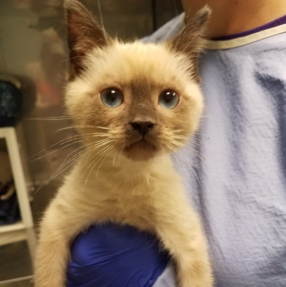 Meet your Posher, Rochelle (Roxy) - Picture 7 of 7